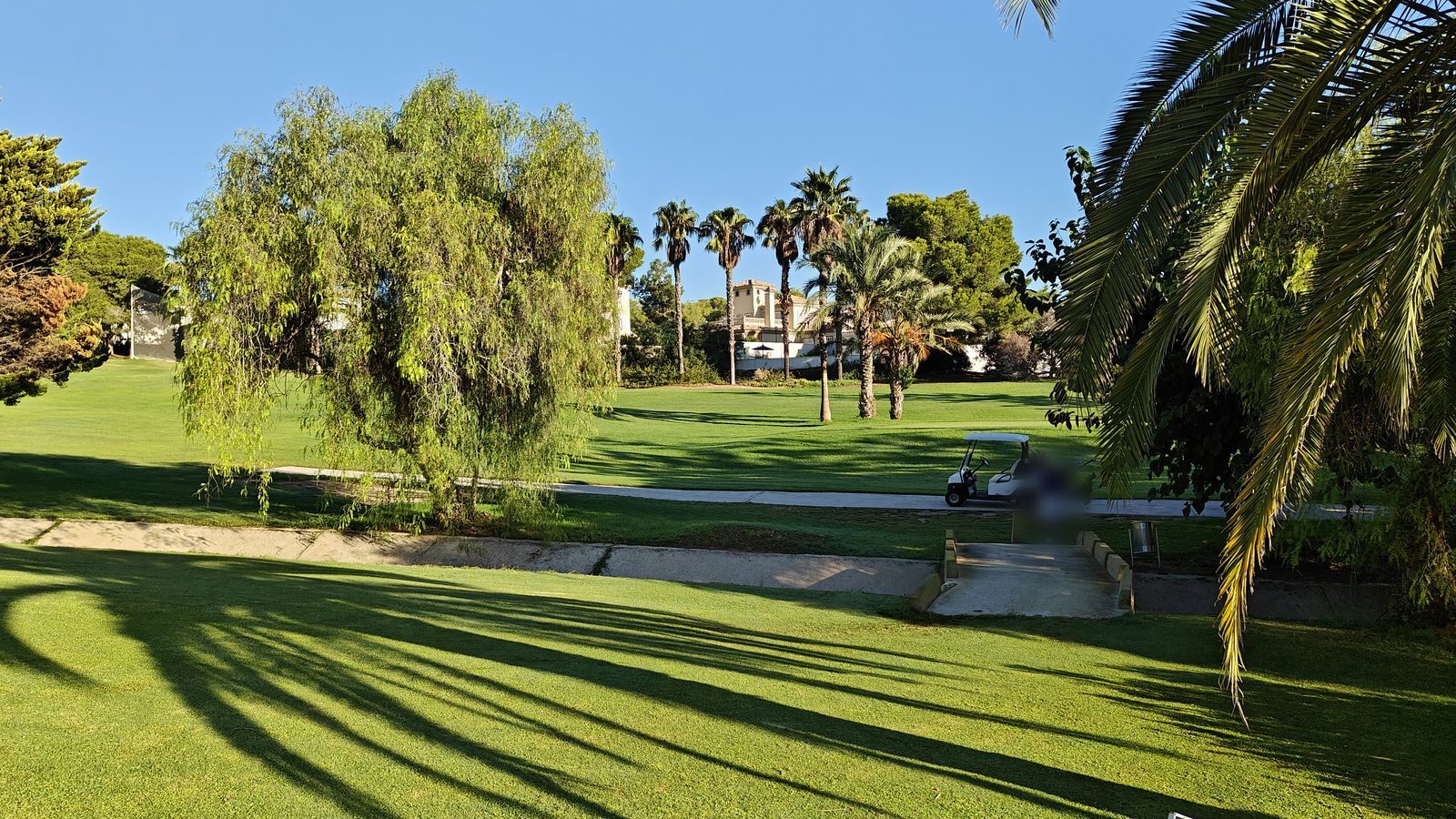 Palmiers et saule pleureur au bord d'un fairway du golf de Campoamor