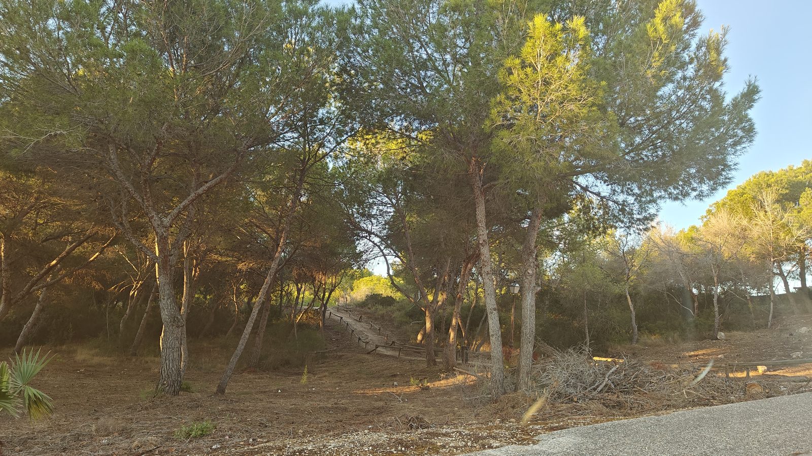 Pine woodland in neighbouring La Solana, next to Los Dolses